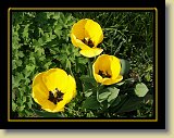 tulipan 0014 * Minolta DSC * 2560 x 1920 * (2.86MB)