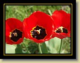 tulipan 0015 * Minolta DSC * 2560 x 1920 * (2.45MB)