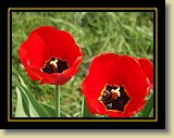 tulipan 0018 * Minolta DSC * 2560 x 1920 * (2.54MB)