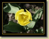 tulipan 0021 * Minolta DSC * 2560 x 1920 * (2.46MB)