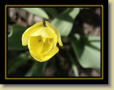 tulipan 0022 * Minolta DSC * 2560 x 1920 * (2.47MB)