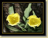 tulipan 0024 * Minolta DSC * 2560 x 1920 * (2.54MB)