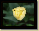 tulipan 0025 * Minolta DSC * 2560 x 1920 * (2.46MB)