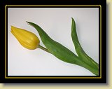 tulipan 0033 * 2048 x 1536 * (509KB)