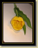 tulipan 0054 * 2048 x 1536 * (531KB)