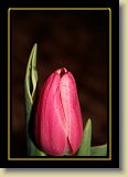 tulipan 0067 * 3456 x 2304 * (2.52MB)