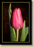 tulipan 0068 * 3456 x 2304 * (2.58MB)