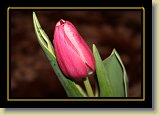 tulipan 0069 * 3456 x 2304 * (2.68MB)