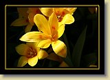 tulipan 0072 * 3456 x 2304 * (2.08MB)