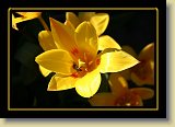 tulipan 0074 * 3456 x 2304 * (2.14MB)