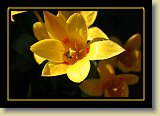 tulipan 0075 * 3456 x 2304 * (2.12MB)