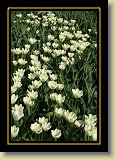 tulipan 0076 * 3456 x 2304 * (2.94MB)