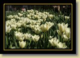 tulipan 0078 * 3456 x 2304 * (2.64MB)