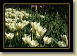 tulipan 0079 * 3456 x 2304 * (2.45MB)