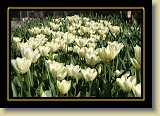 tulipan 0080 * 3456 x 2304 * (2.67MB)