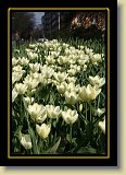 tulipan 0081 * 3456 x 2304 * (2.54MB)