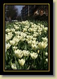 tulipan 0082 * 3456 x 2304 * (2.55MB)