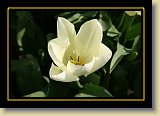 tulipan 0083 * 3456 x 2304 * (1.9MB)