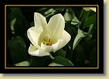 tulipan 0084 * 3456 x 2304 * (1.9MB)