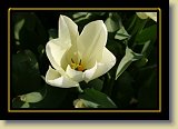 tulipan 0085 * 3456 x 2304 * (1.89MB)