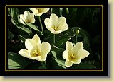 tulipan 0086 * 3456 x 2304 * (2.1MB)