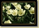 tulipan 0087 * 3456 x 2304 * (2.26MB)