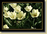 tulipan 0088 * 3456 x 2304 * (2.24MB)