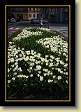 tulipan 0090 * 3456 x 2304 * (3.53MB)