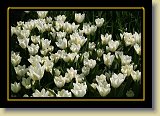 tulipan 0091 * 3456 x 2304 * (2.86MB)