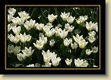 tulipan 0092 * 3456 x 2304 * (2.71MB)
