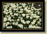 tulipan 0093 * 3456 x 2304 * (3.1MB)