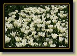 tulipan 0094 * 3456 x 2304 * (3.19MB)