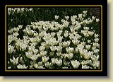 tulipan 0095 * 3456 x 2304 * (3.33MB)