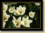 tulipan 0098 * 3456 x 2304 * (2.15MB)