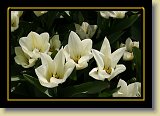 tulipan 0099 * 3456 x 2304 * (2.13MB)