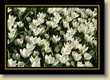 tulipan 0100 * 3456 x 2304 * (2.93MB)