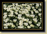 tulipan 0101 * 3456 x 2304 * (2.96MB)