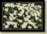 tulipan 0102 * 3456 x 2304 * (2.88MB)