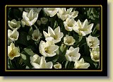 tulipan 0104 * 3456 x 2304 * (2.41MB)