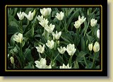 tulipan 0106 * 3456 x 2304 * (2.51MB)