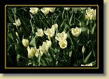 tulipan 0107 * 3456 x 2304 * (2.45MB)