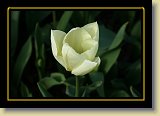 tulipan 0108 * 3456 x 2304 * (1.85MB)