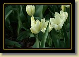 tulipan 0110 * 3456 x 2304 * (1.95MB)