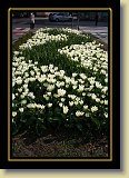 tulipan 0112 * 3456 x 2304 * (3.92MB)