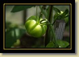 pomidor 0020 * 3456 x 2304 * (2.04MB)
