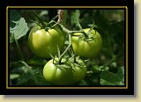 pomidor 0024 * 3456 x 2304 * (2.23MB)