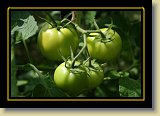 pomidor 0025 * 3456 x 2304 * (2.3MB)