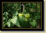 pomidor 0029 * 3456 x 2304 * (2.6MB)