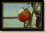 pomidor 0044 * 3456 x 2304 * (2.1MB)