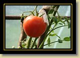 pomidor 0066 * 3456 x 2304 * (2.29MB)